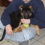 cani01