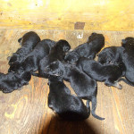 cani02