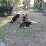 cani03