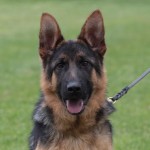 Logan (6 mesi)