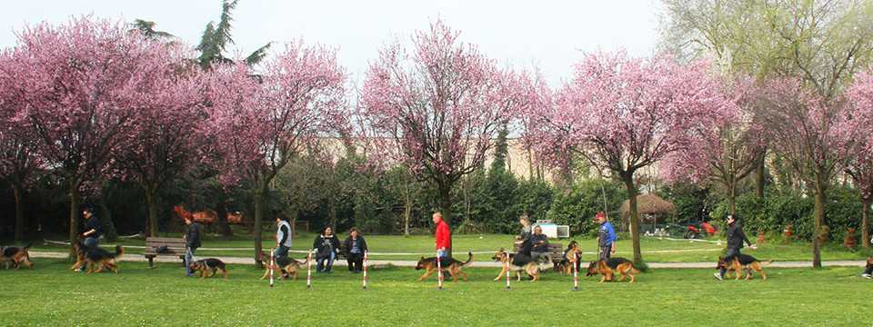 sfilata cani